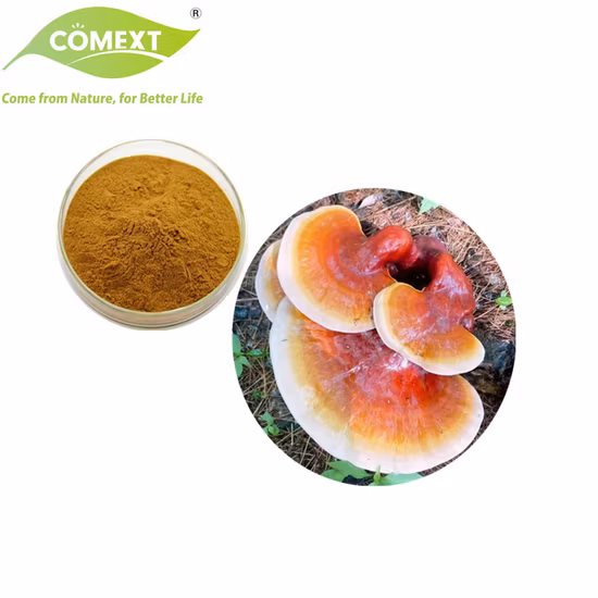Organic Plant Herbal Extract Ganoderma Lucidum Mushroom Powder Reishi Mushroom Extract Ganoderma Mushroom