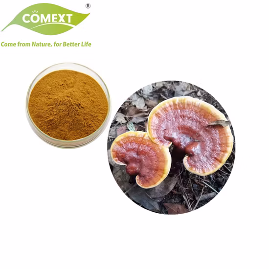 Estratto di erbe vegetali organici Ganoderma Lucidum Fungo in polvere Estratto di funghi Reishi Fungo Ganoderma