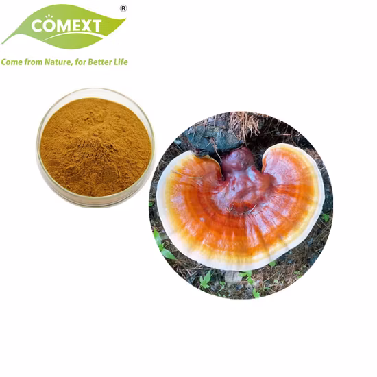 Estratto di erbe vegetali organici Ganoderma Lucidum Fungo in polvere Estratto di funghi Reishi Fungo Ganoderma